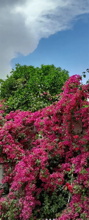 کد ملک 6056